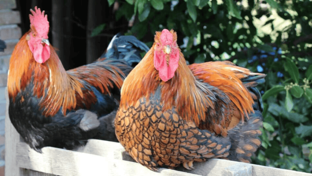Cute chicken names for your adorable hens