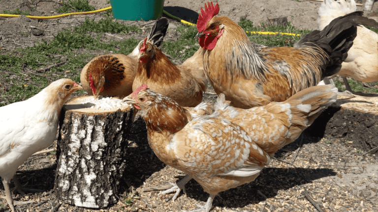 Do Chickens Need a Rooster to Lay Eggs