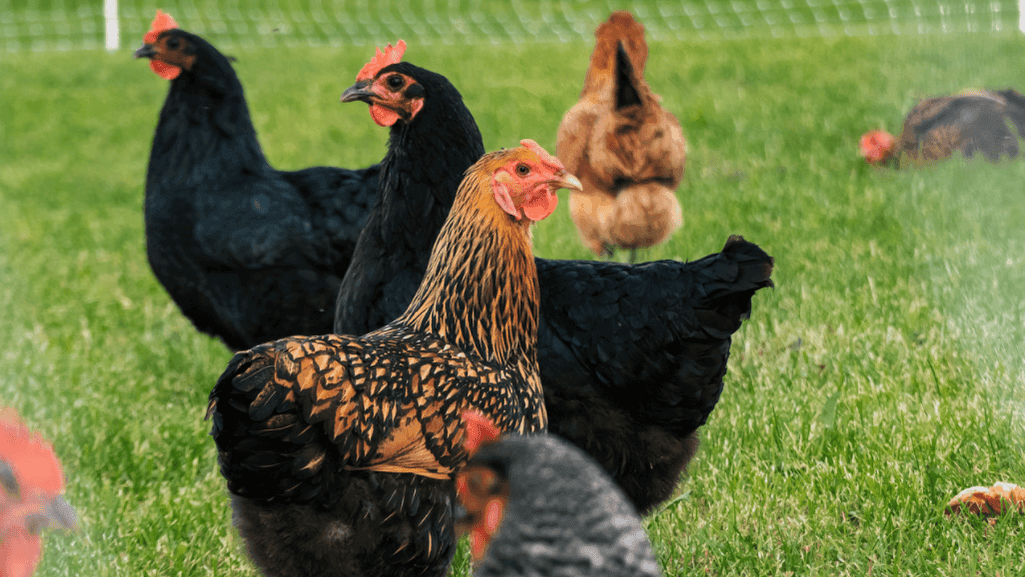 Dual-Purpose Chicken Breeds