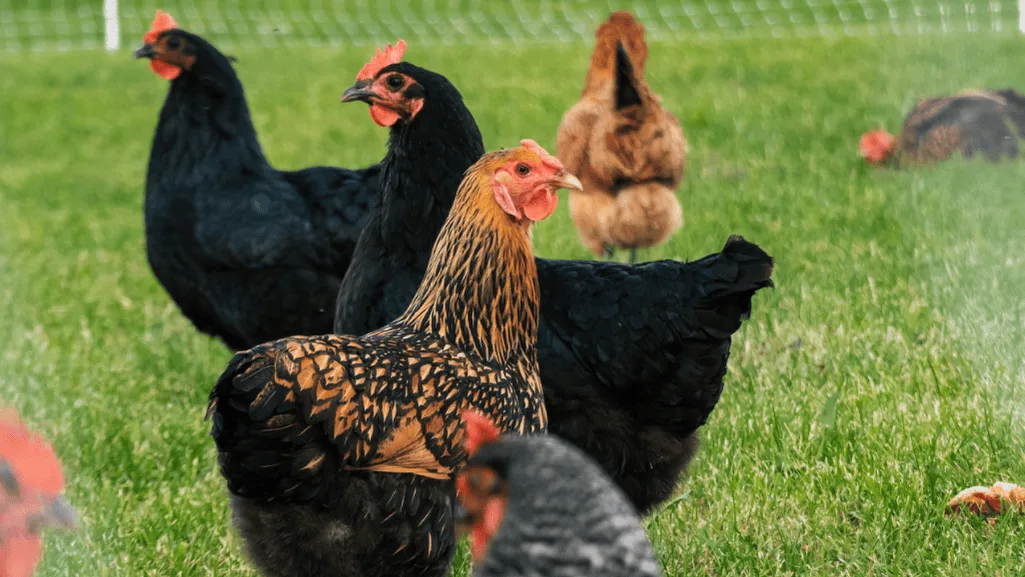 Dual-Purpose Chicken Breeds Dual-Purpose Chicken Breeds