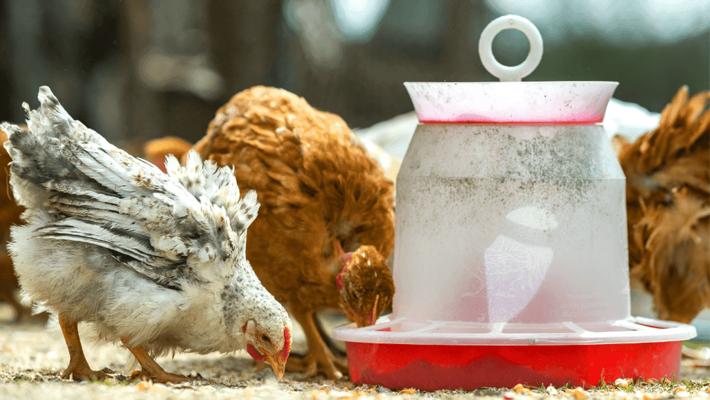 Durable and Easy to Clean Chicken Feeders Durable and Easy to Clean Chicken Feeders