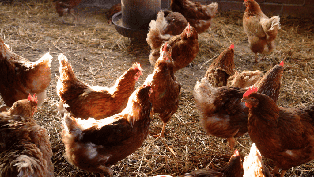 Effective Chicken Coop Heating