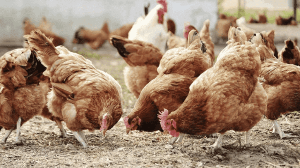 Effective Chicken Mite Spray Application Effective Chicken Mite Spray Application