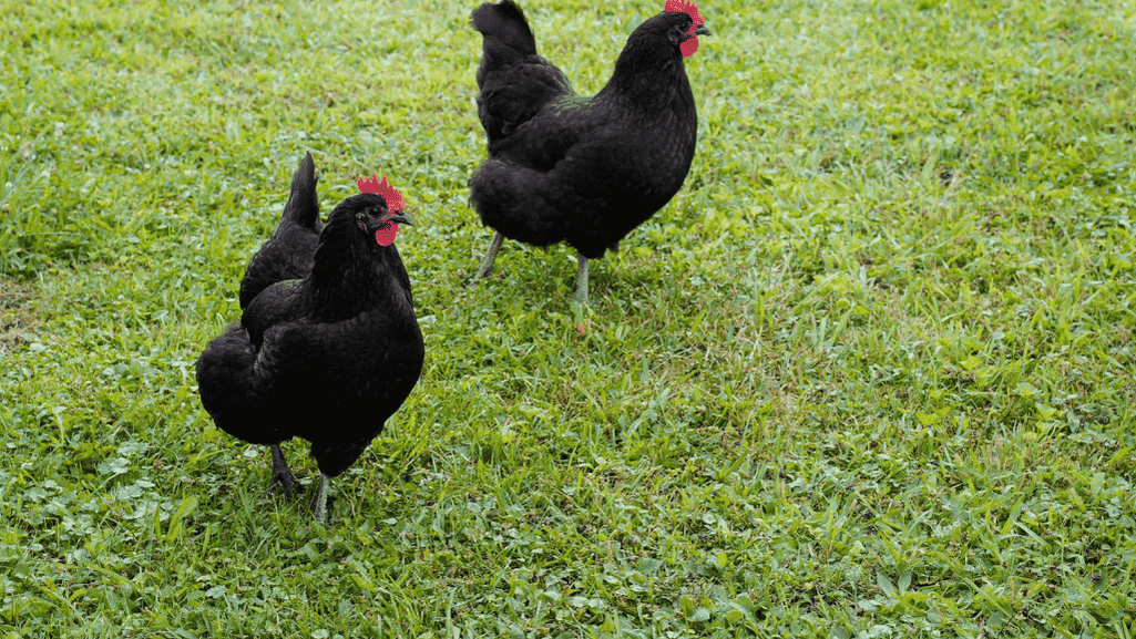 Egg color of black hens