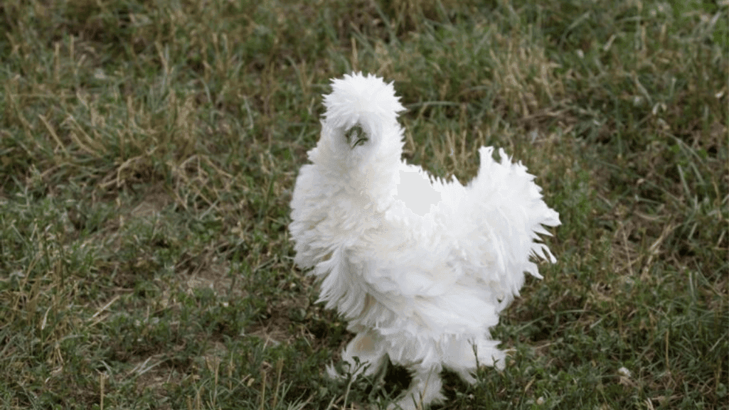 Exotic Chicken Breeds