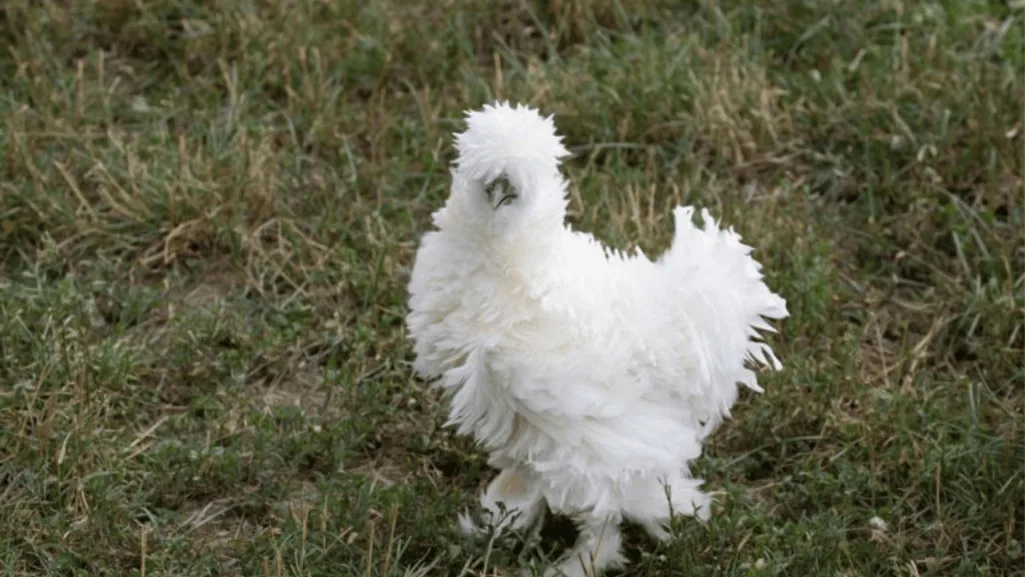 Exotic Chicken Breeds Exotic Chicken Breeds