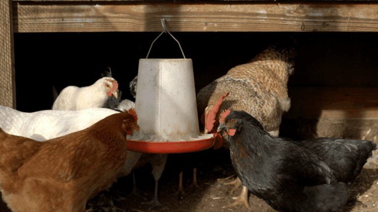Feeders for Chickens