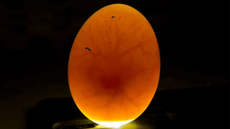 Fertilized Chicken Eggs
