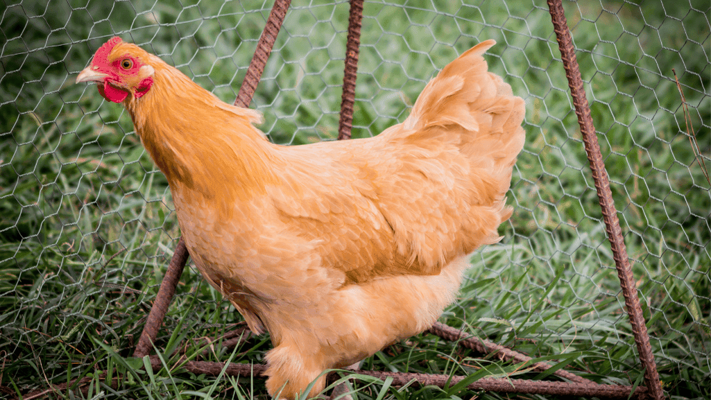 Fluffy Buff Orpington chickens