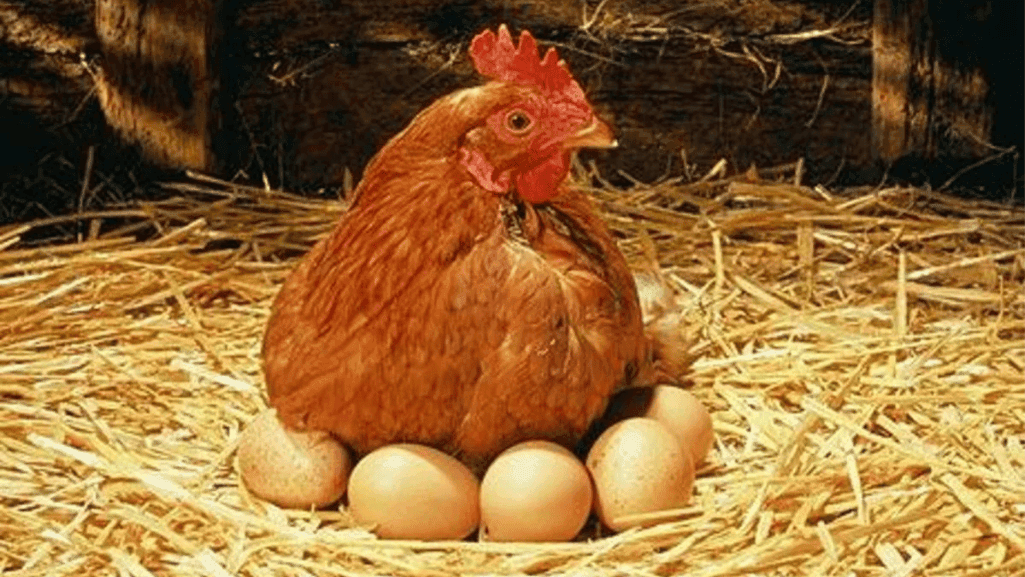 Health Benefits for Chickens