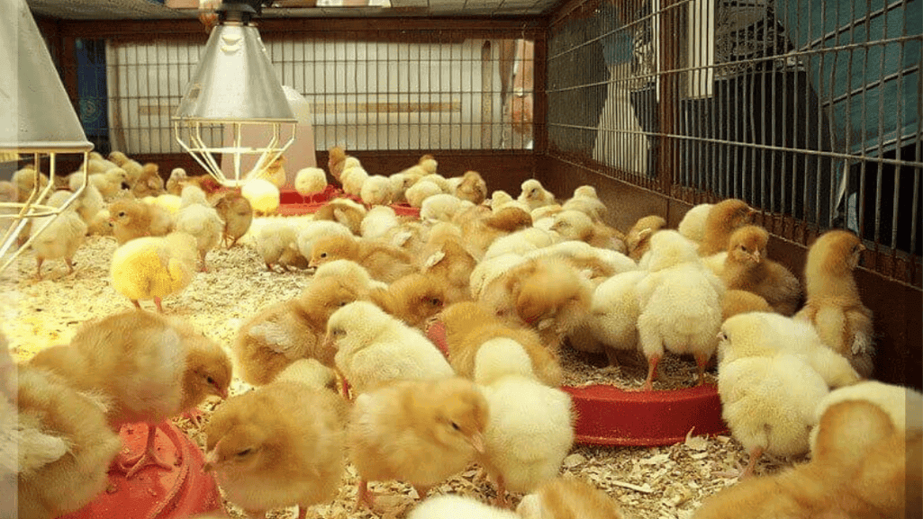 Healthy Chick Care and Management