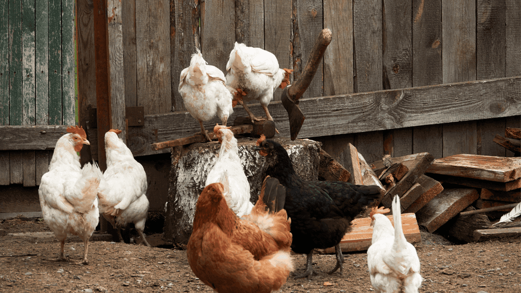 Healthy and productive crossbred chickens
