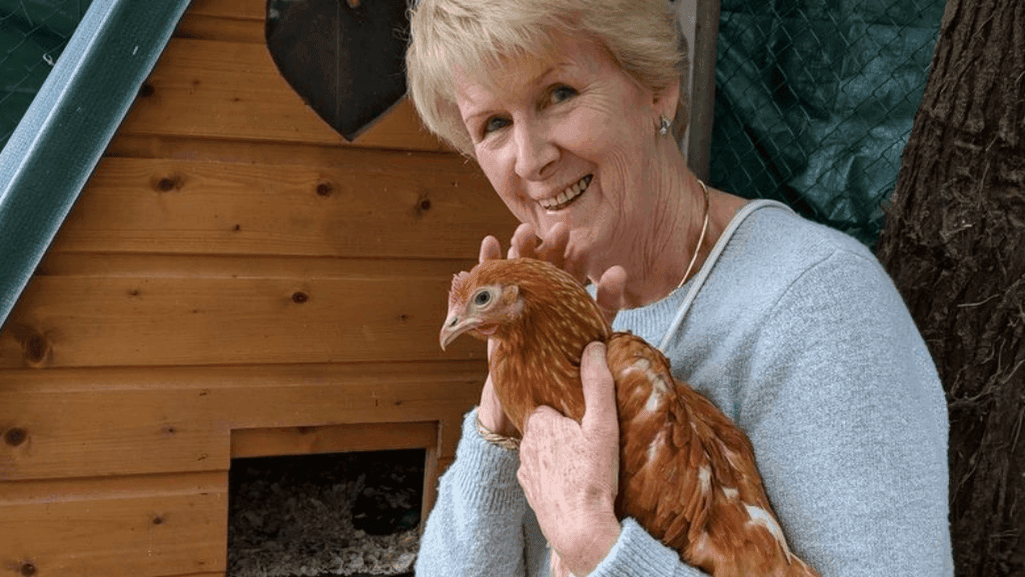 Healthy hen laying eggs