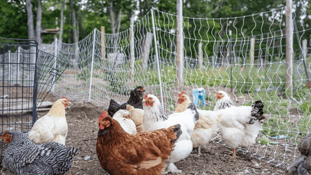 Heritage Farms Chicken