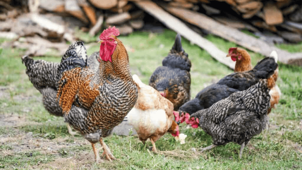 Heritage Meat Chicken Breeds