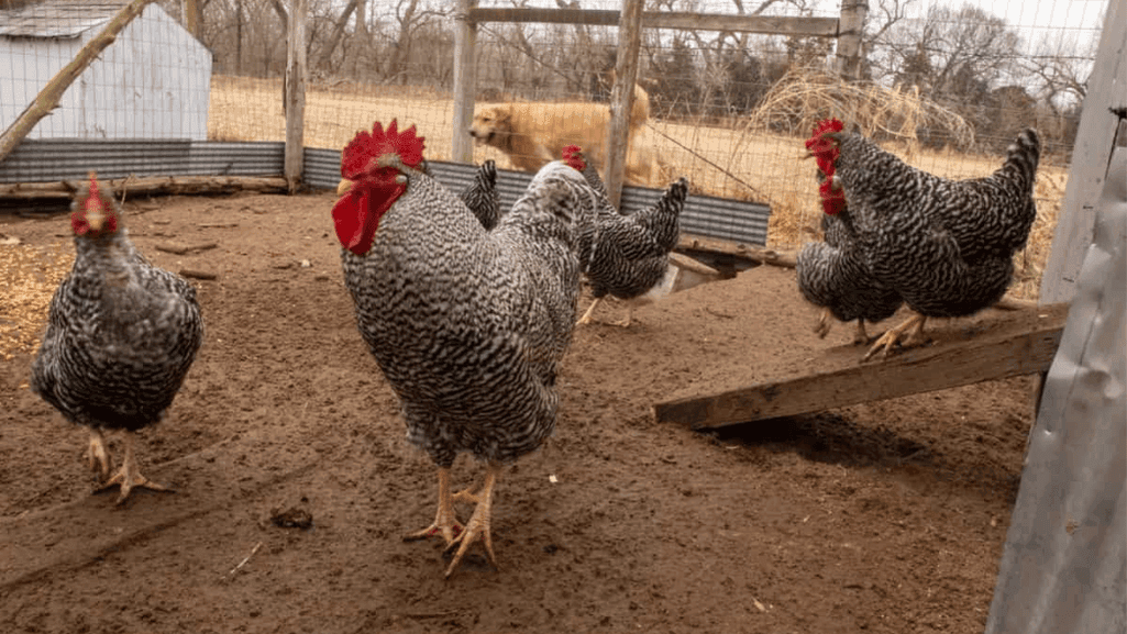 Heritage and Dual-Purpose Chickens