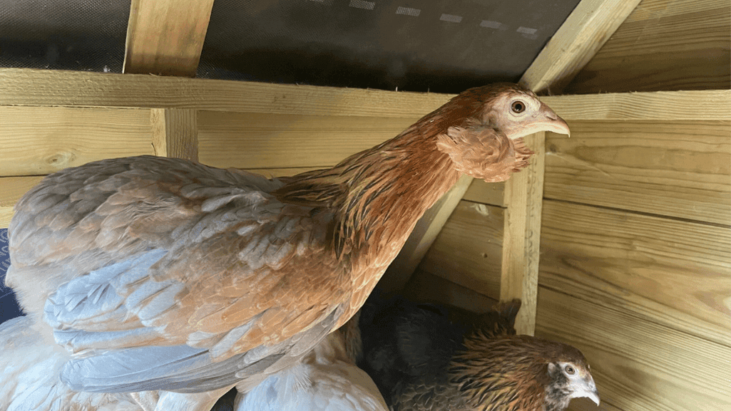 Historical Origins of Blue Egg Chickens