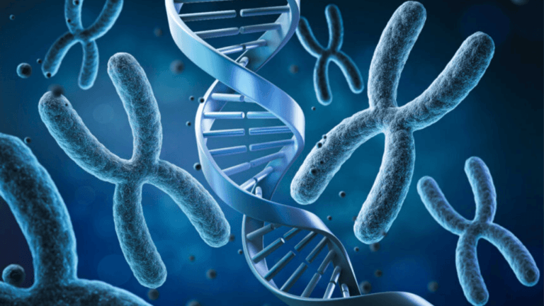 How Many Chromosomes Does a Chicken Have