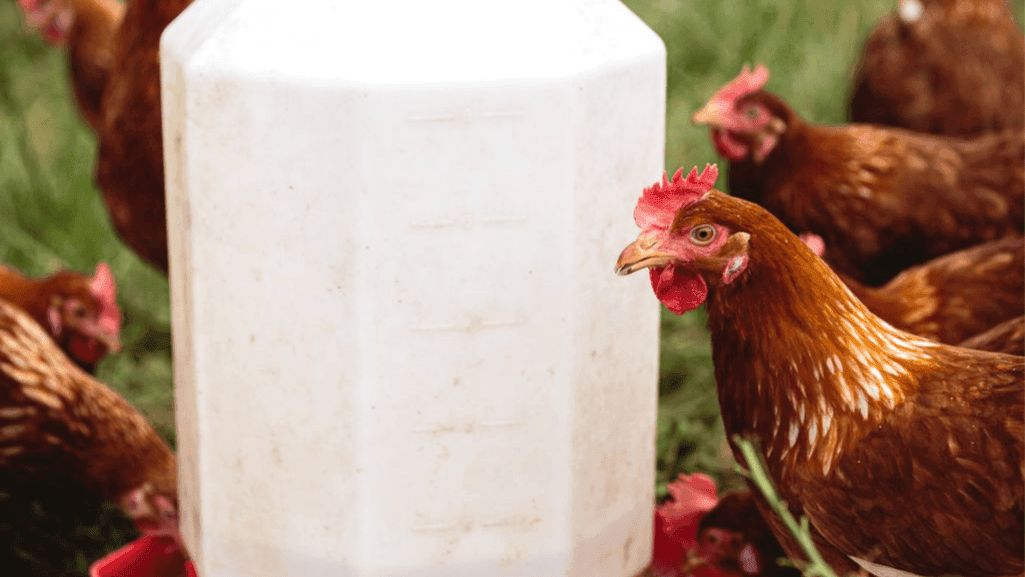 Hydration and Nutrition for Chickens