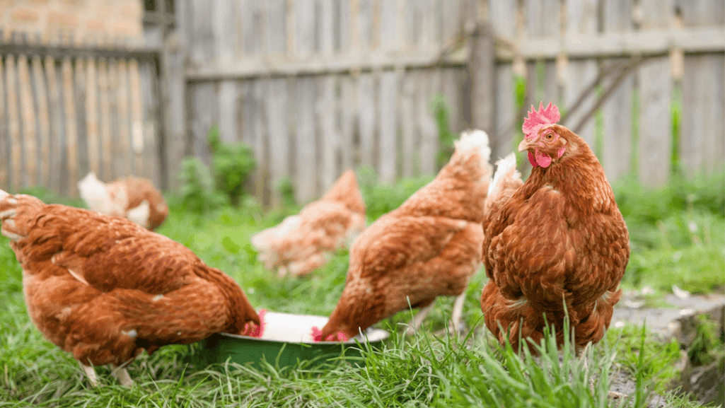 Infectious Diseases in Chickens
