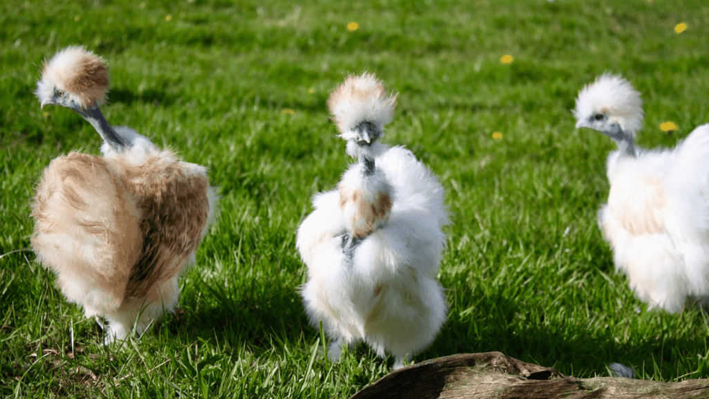 Integrating showgirl chickens into existing flock
