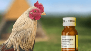 Ivermectin for Chickens