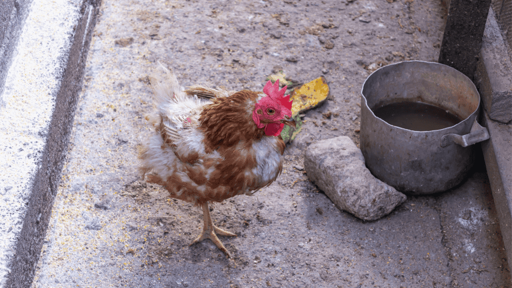 Monitoring sick chickens