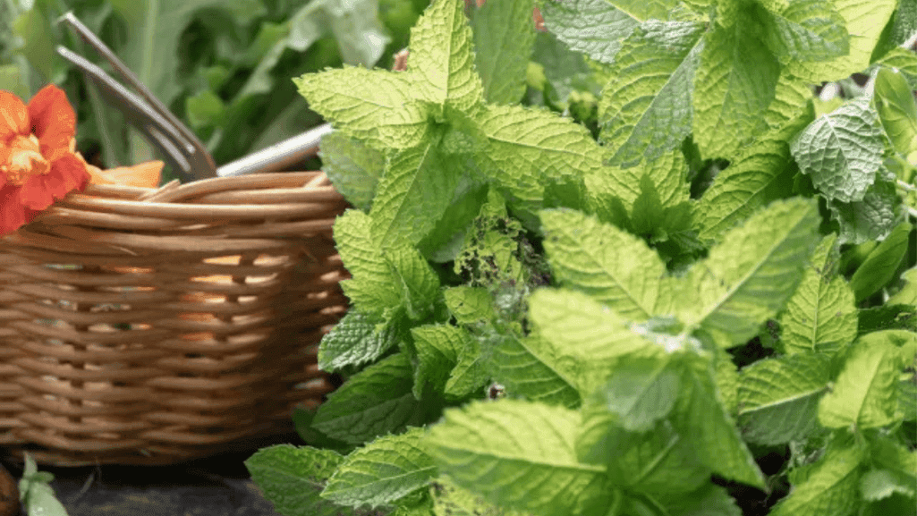 Natural Chicken Treatments