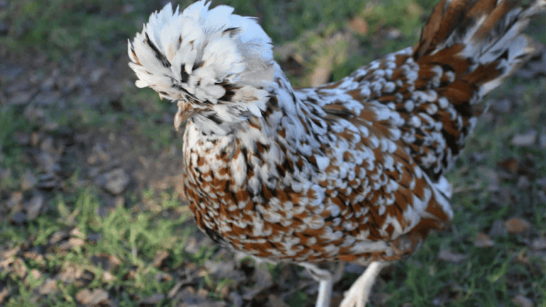 Polish Chicken