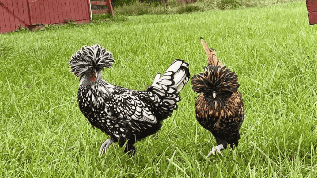 Polish Chicken Colors