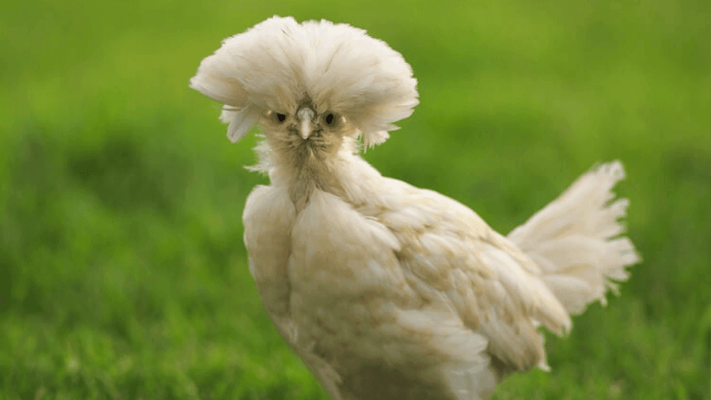 Polish Chicken Show Standards