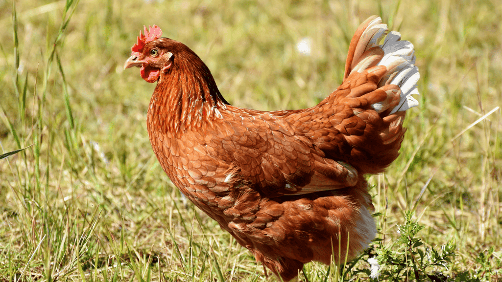 Pop culture chicken names