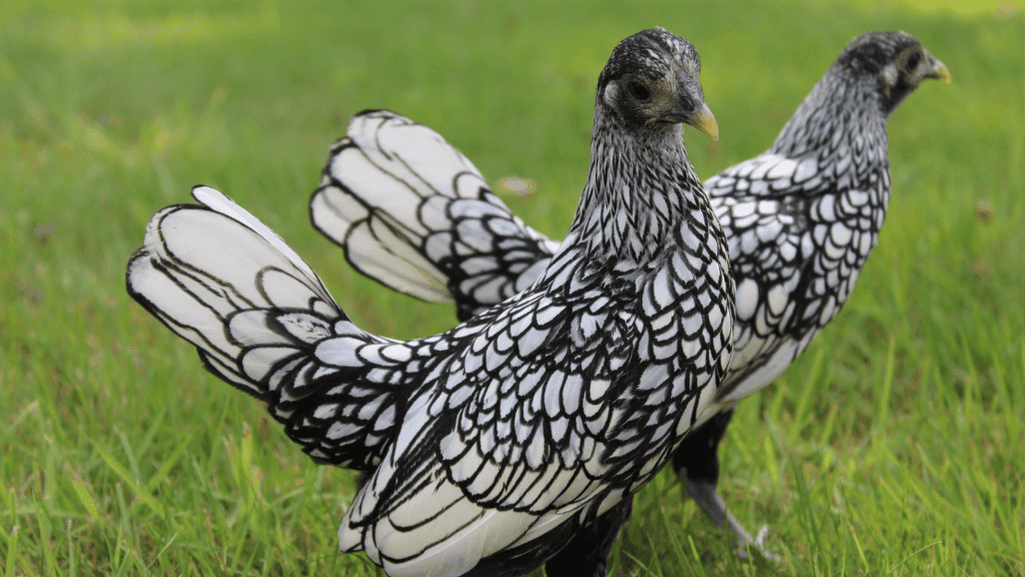 Popular bantam chicken breeds