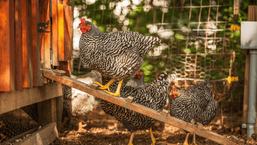 Portable Coop for Backyard Chickens