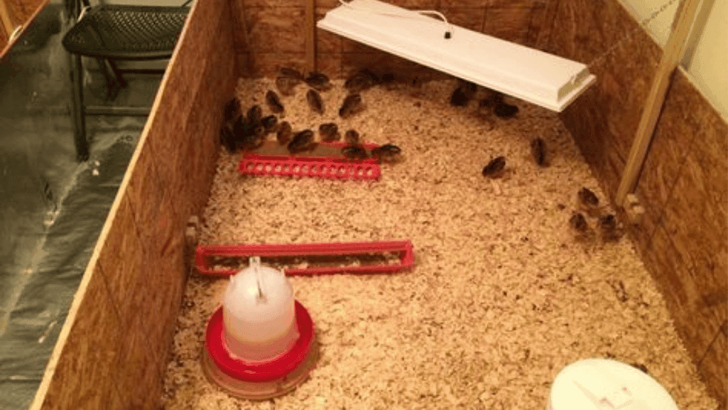 Radiant Heat Panels in Chicken Coop