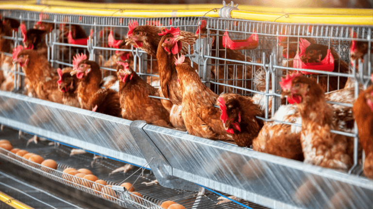 Raising Chickens for Eggs