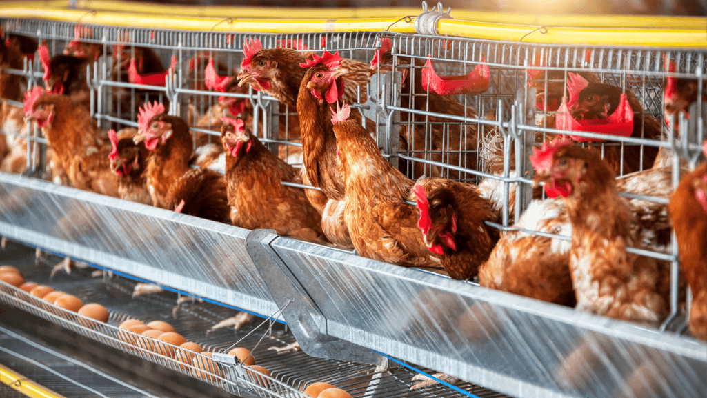 Raising Chickens for Eggs