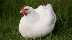 Raising Meat Birds Chickens