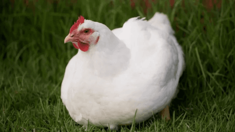 Raising Meat Birds Chickens