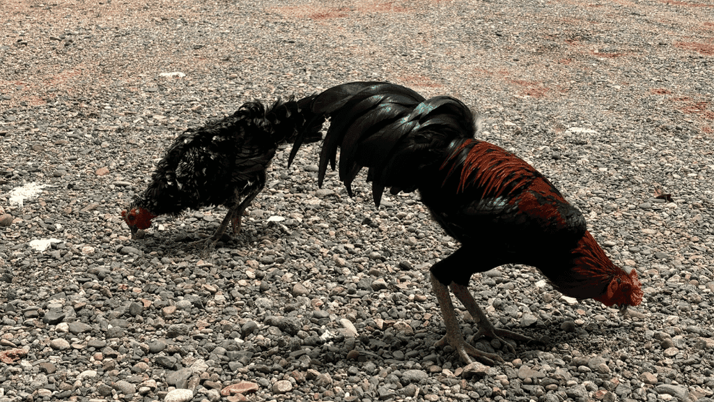 Regal roosters and fancy feathered fowl