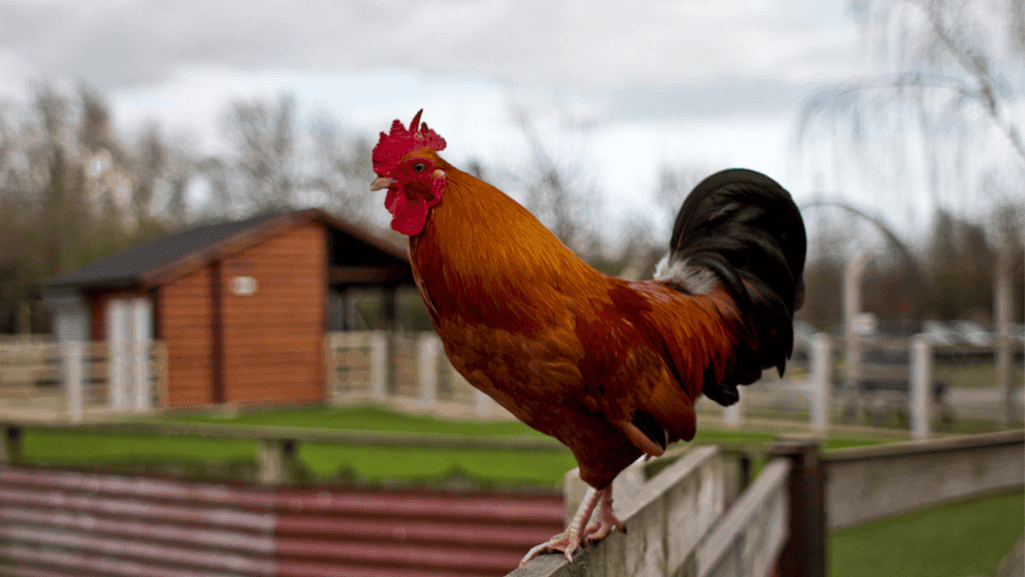 Rooster crowing on a fence