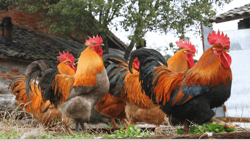 Rooster's hidden potential in economics and sustainability