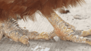 Scaly Leg Mites in Chickens