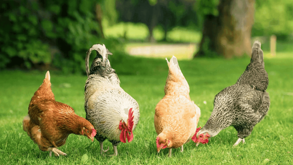 Selecting chicken breeds for your backyard flock