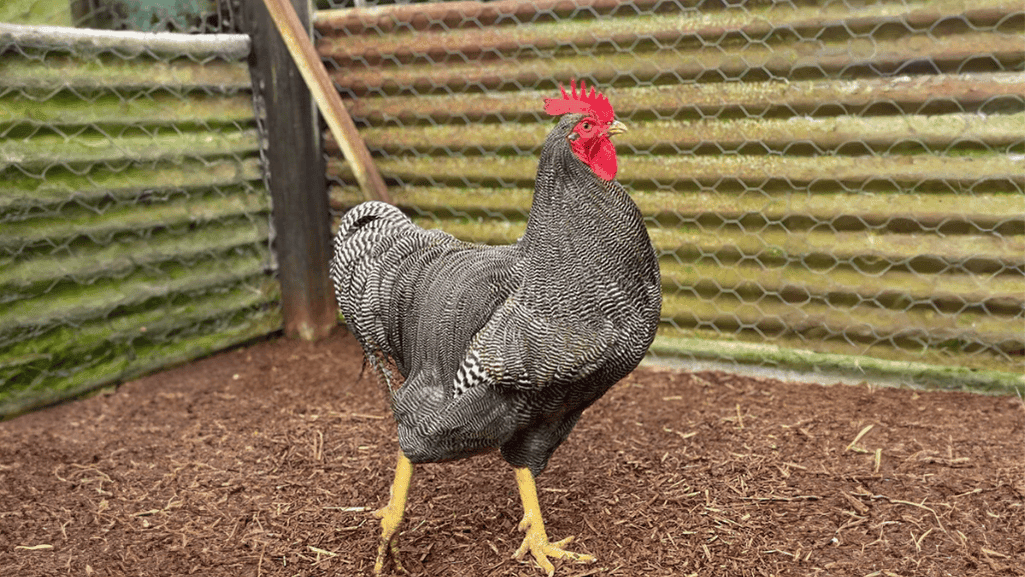 Selecting chicken breeds for your flock