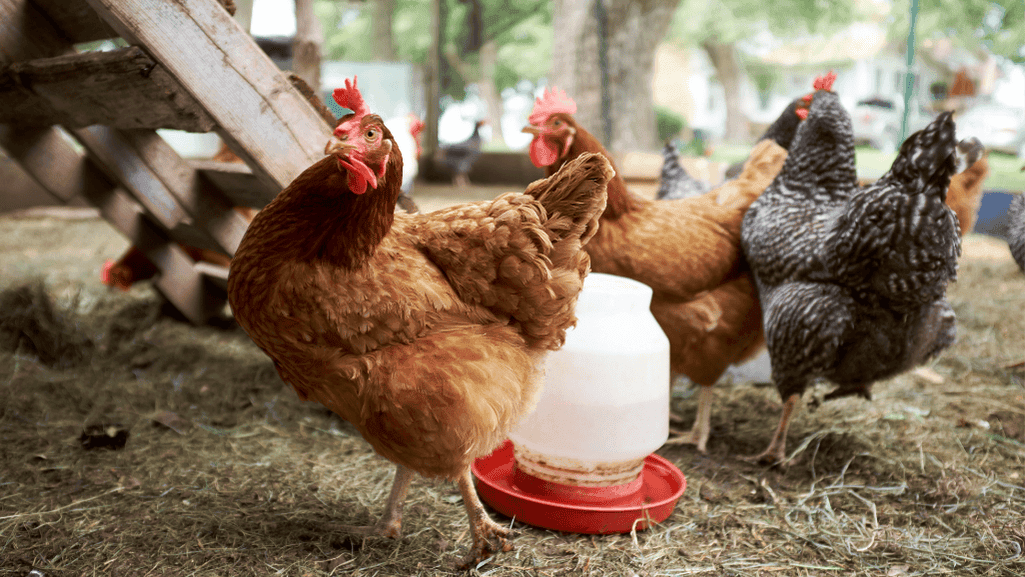 Self-Feeding Chicken Feeder