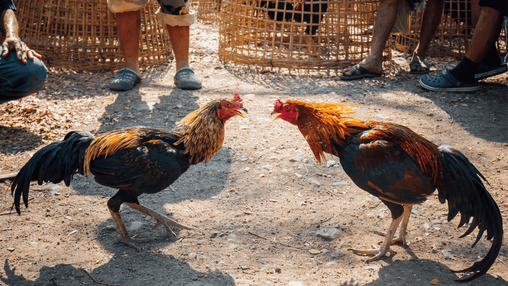 Shamo rooster fighting breeds