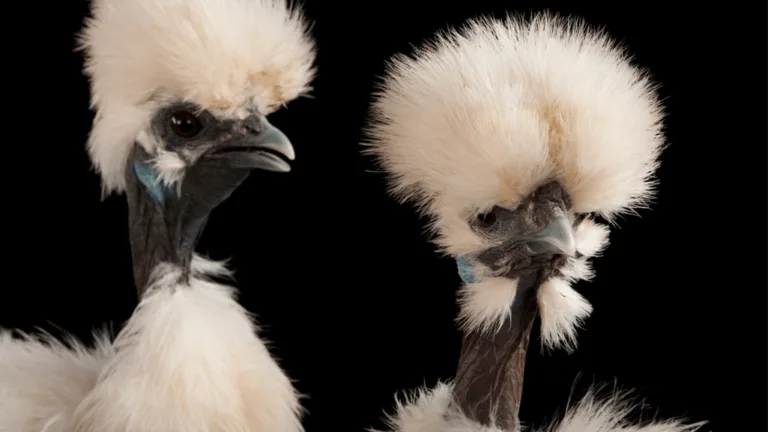 Showgirl Chickens