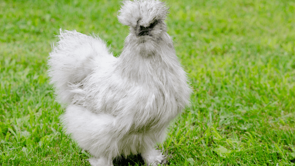 Silkie chicken breed characteristics
