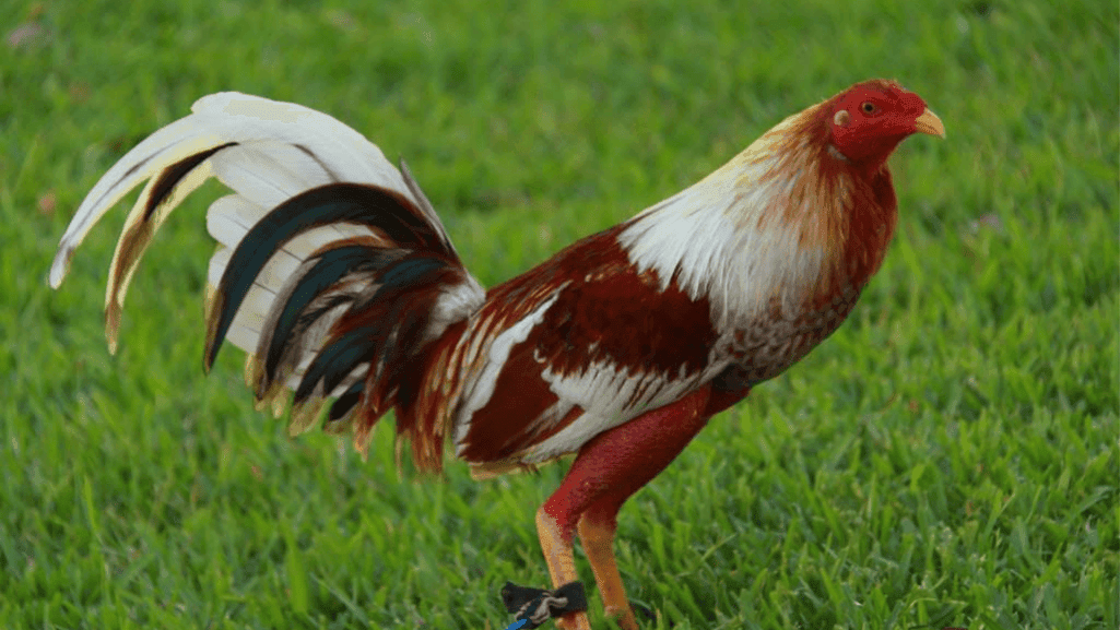 Spanish Gamefowl in Action